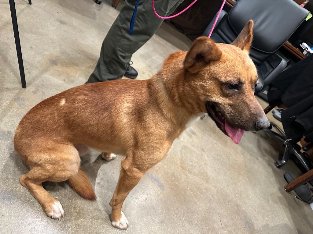 Enlarge Wilee, a Adoptable mixed breed in Douglasville, GA image 2/6