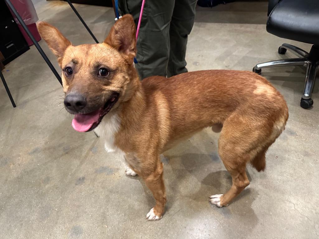 Enlarge Wilee, a Adoptable mixed breed in Douglasville, GA image 3/6