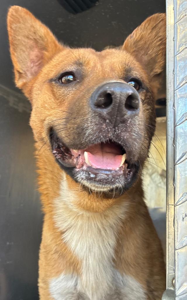 Enlarge Wilee, a Adoptable mixed breed in Douglasville, GA image 4/6