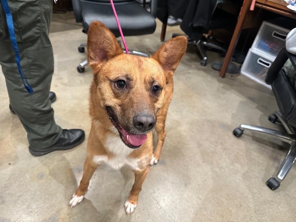 Enlarge Wilee, a Adoptable mixed breed in Douglasville, GA image 5/6