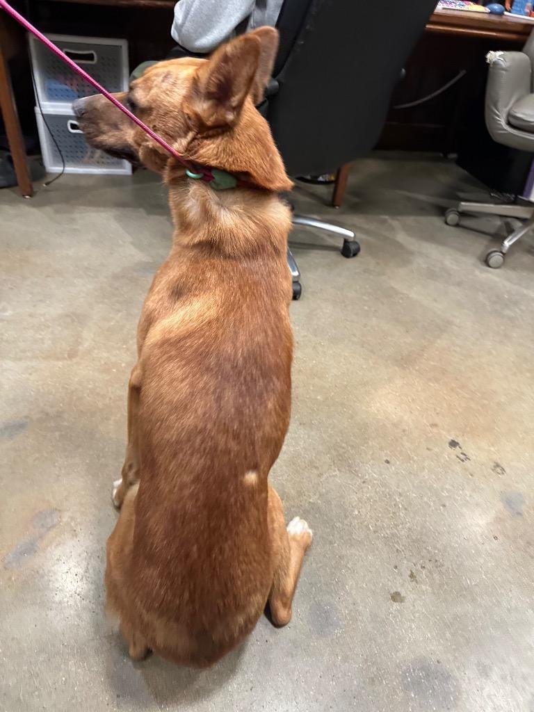 Enlarge Wilee, a Adoptable mixed breed in Douglasville, GA image 6/6