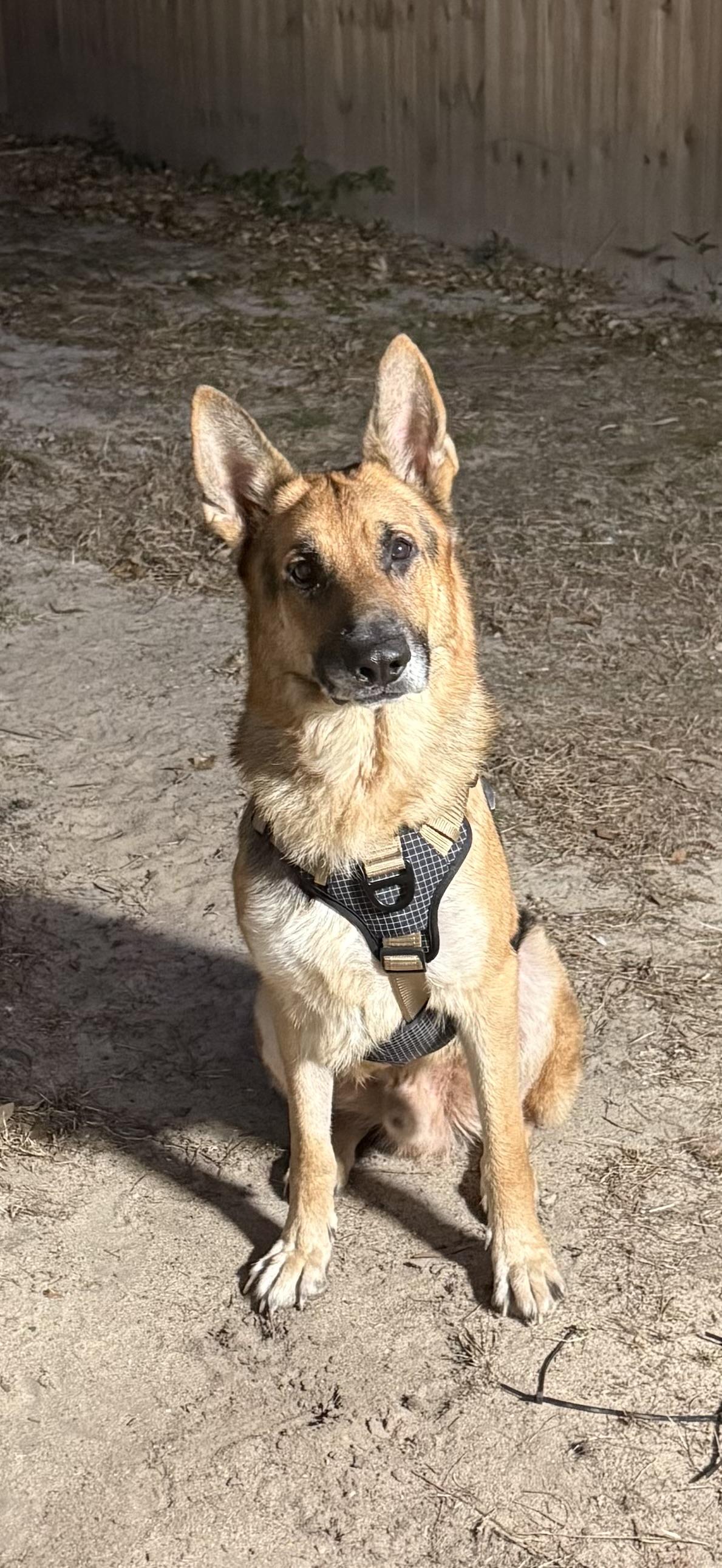 BUDDY , adopted, Adult Male German Shepherd Dog.
