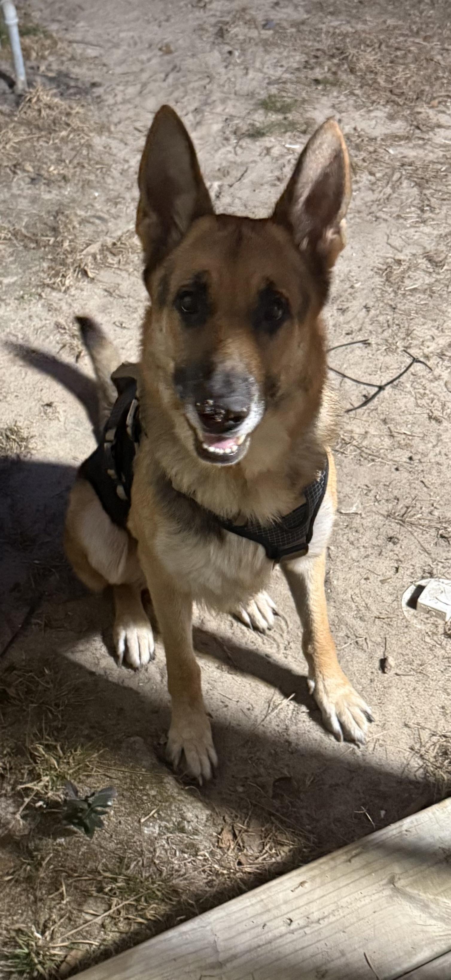 Enlarge BUDDY , an adopted German Shepherd Dog in Southbridge , MA image 4/4