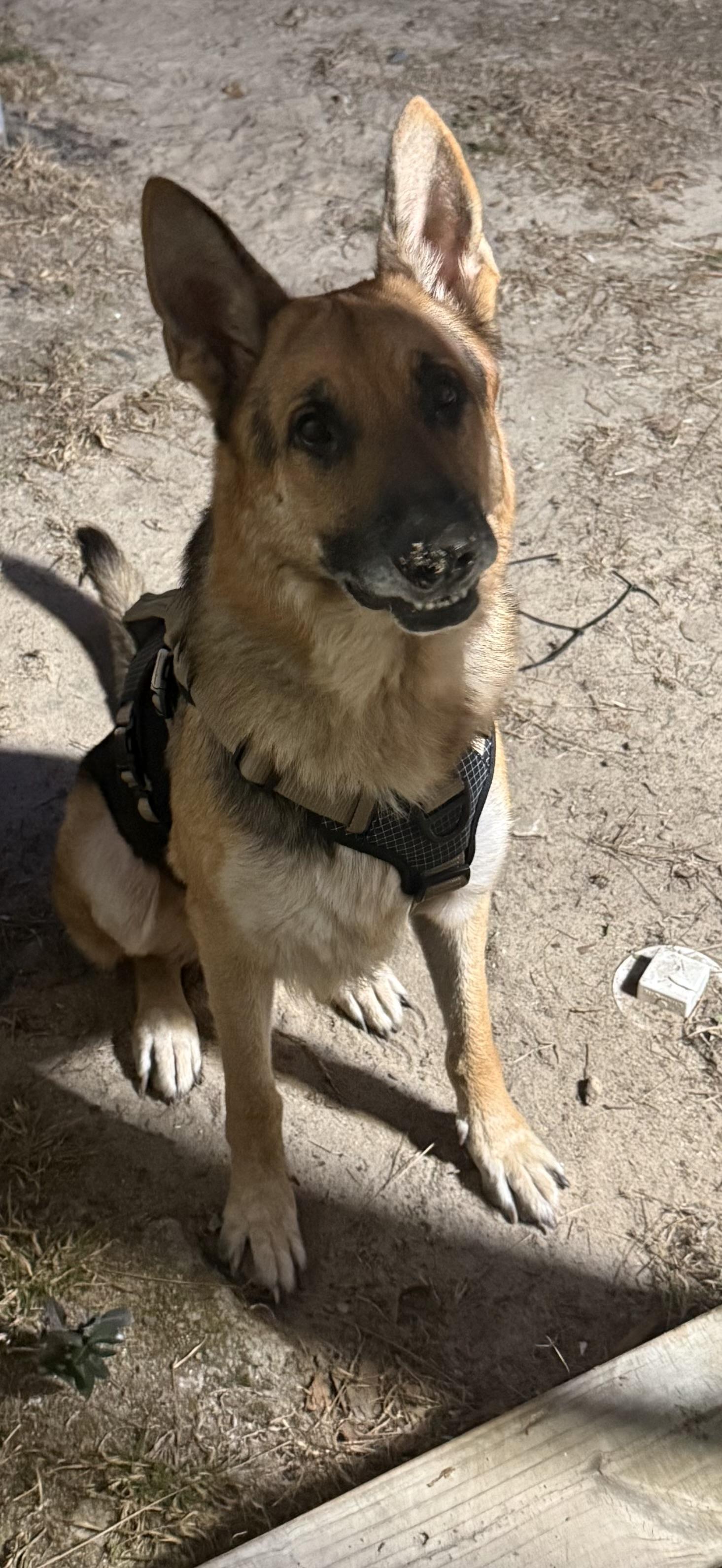 Enlarge BUDDY , an adopted German Shepherd Dog in Southbridge , MA image 3/4