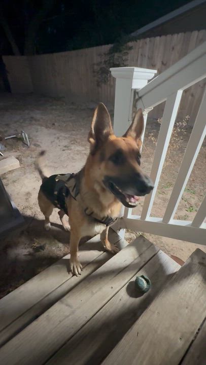 Enlarge BUDDY , an adopted German Shepherd Dog in Southbridge , MA video 2/4