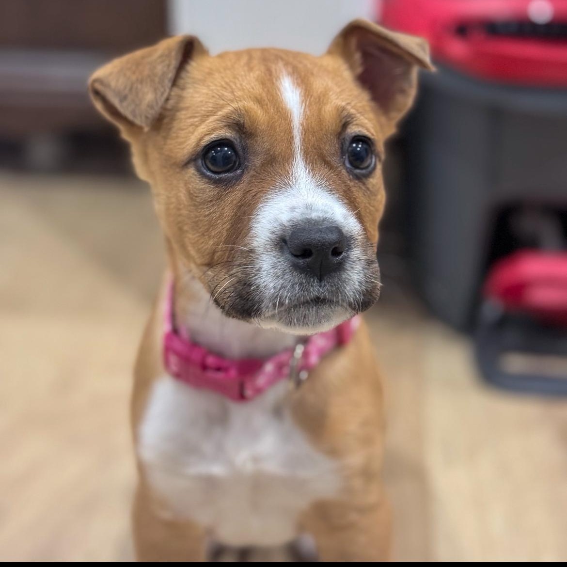 Maci, an adopted mixed breed in Junction City, KY image 3/3