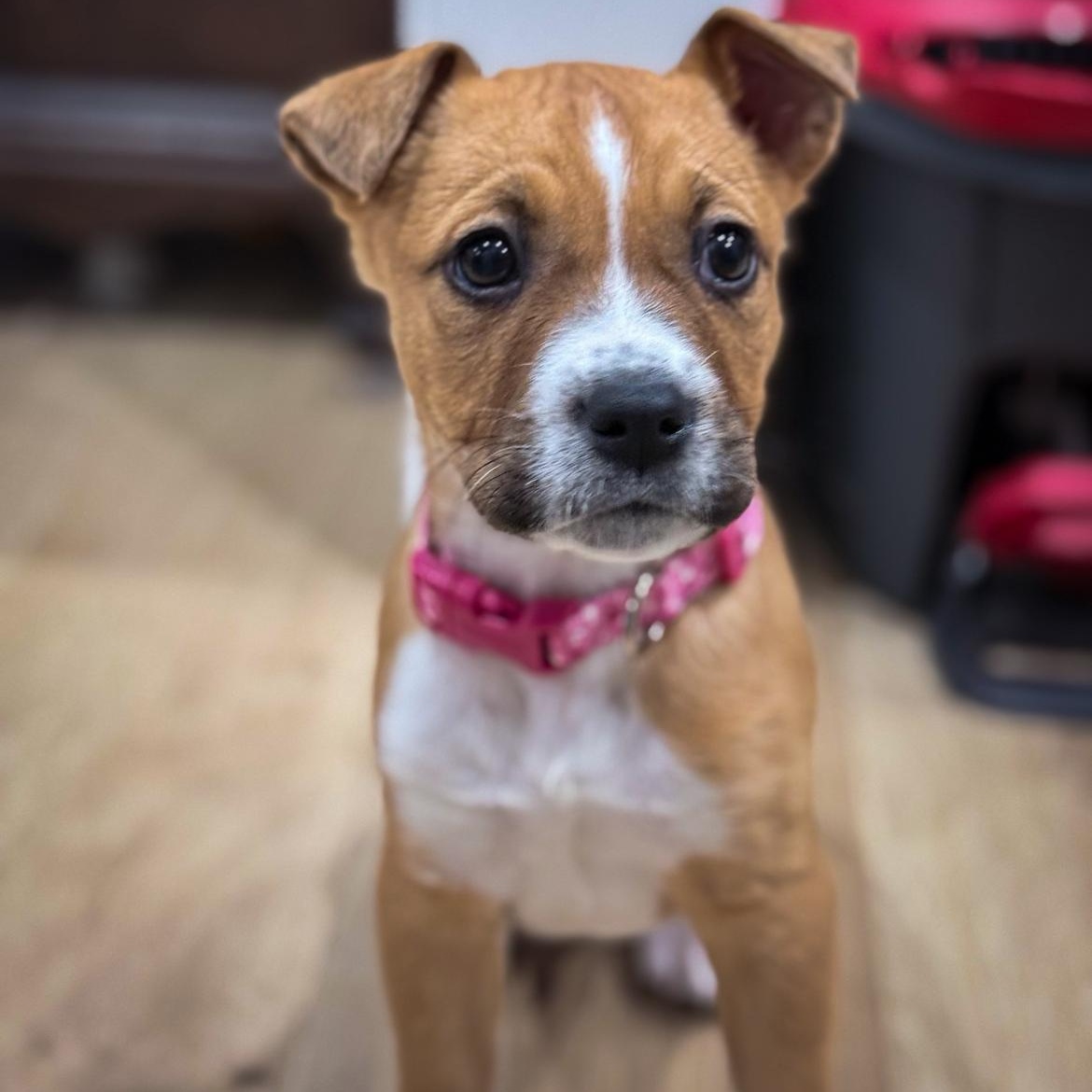 Maci, an adopted mixed breed in Junction City, KY image 1/3