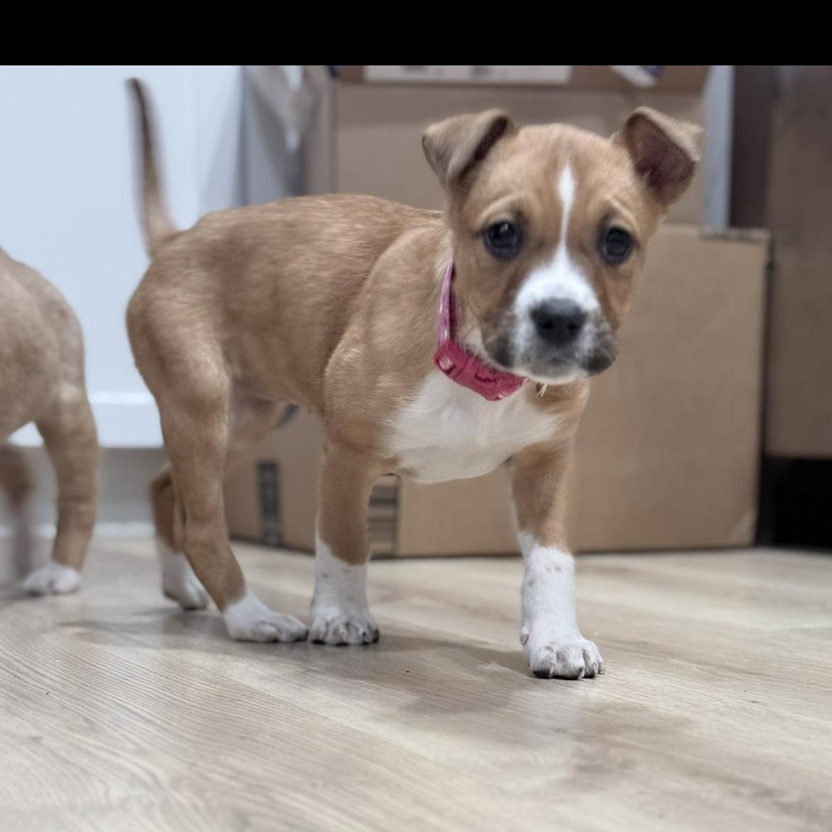 Maci, an adopted mixed breed in Junction City, KY image 2/3