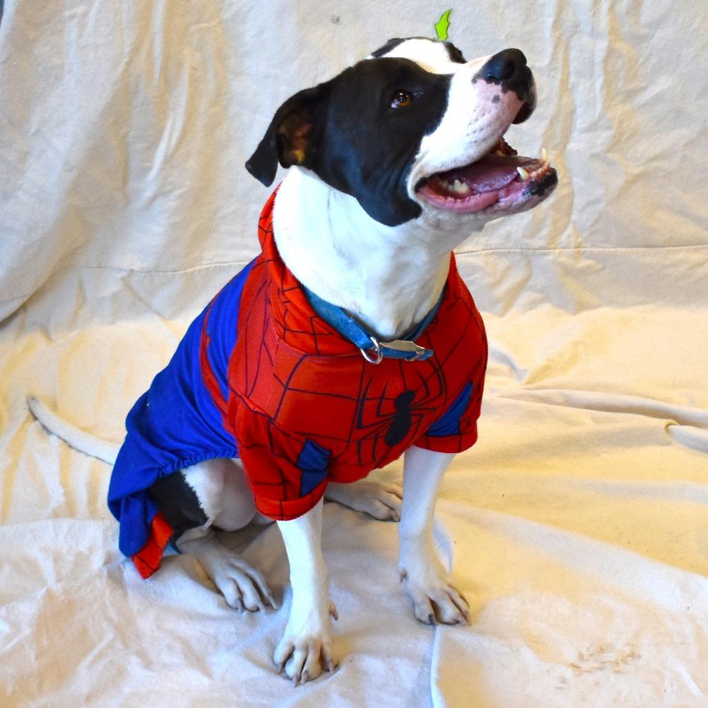 Buddy, Adoptable, Adult Male American Bulldog.