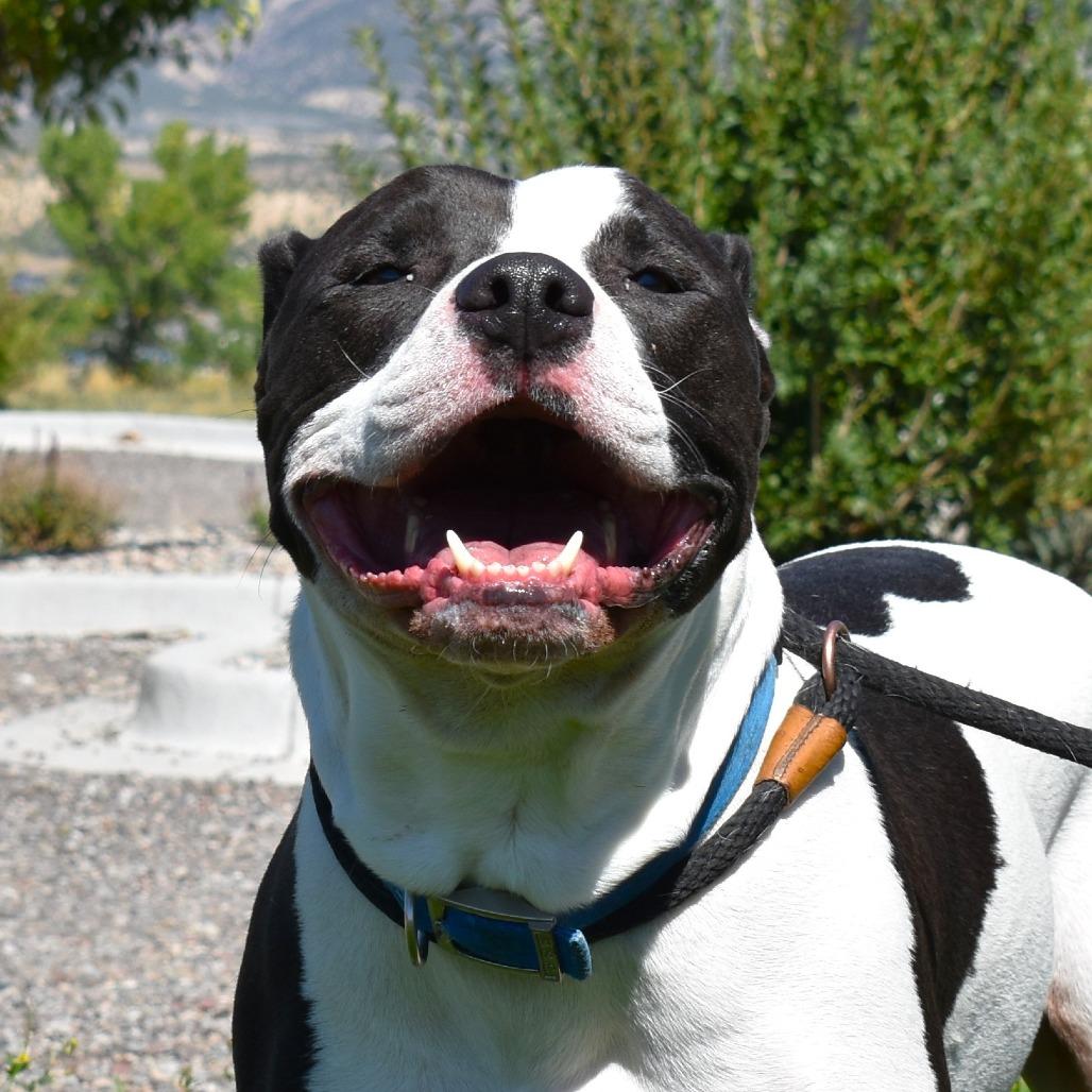 Buddy, a Adoptable American Bulldog in Rifle, CO image 2/6