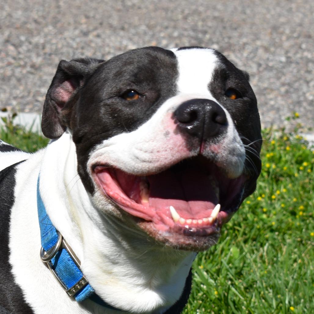 Buddy, a Adoptable American Bulldog in Rifle, CO image 3/6