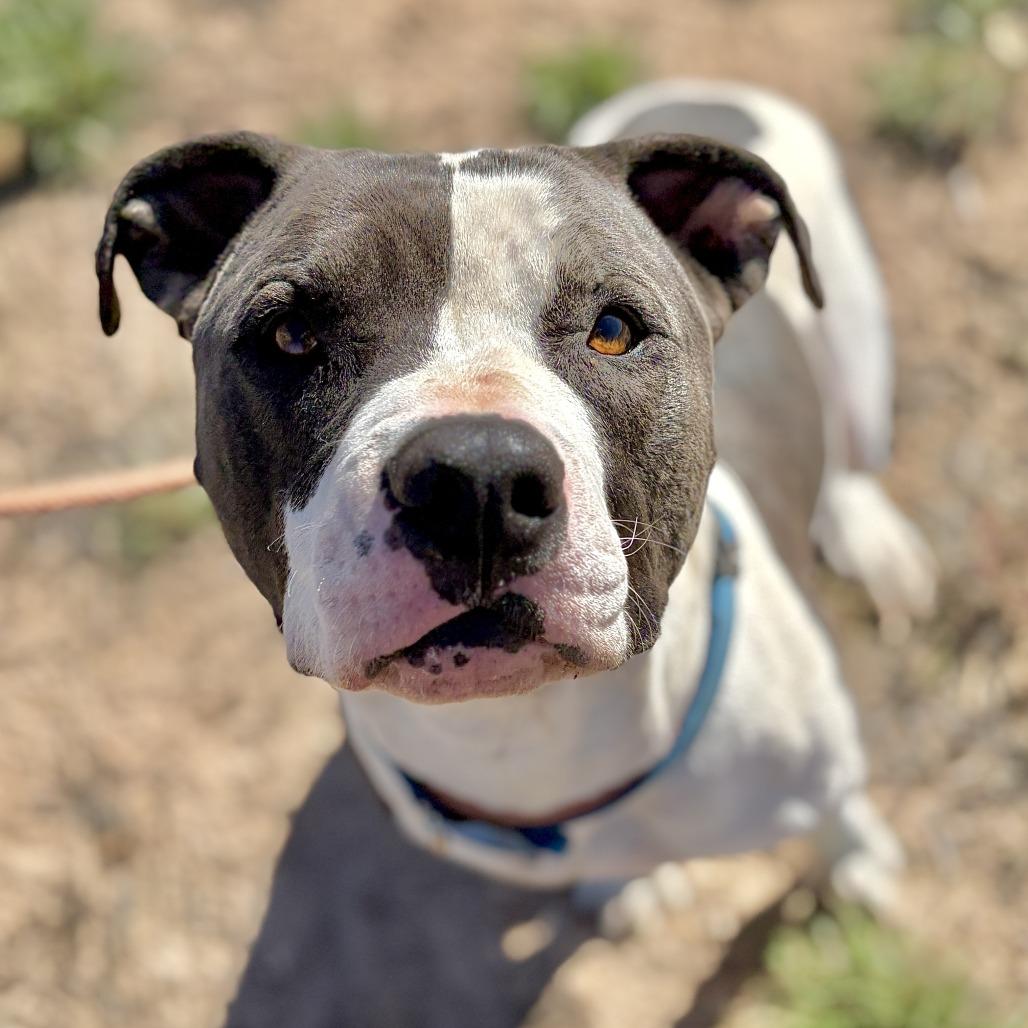 Buddy, a Adoptable American Bulldog in Rifle, CO image 4/6