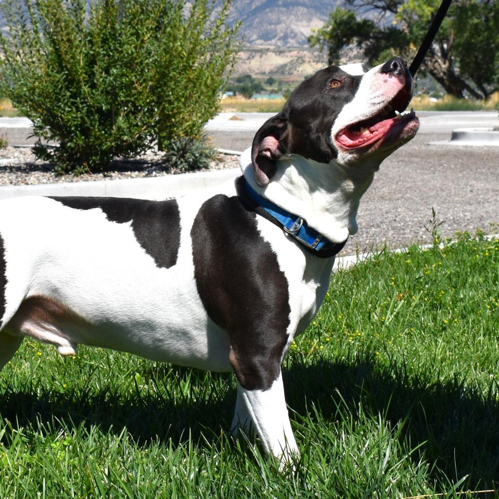 Buddy, a Adoptable American Bulldog in Rifle, CO image 6/6