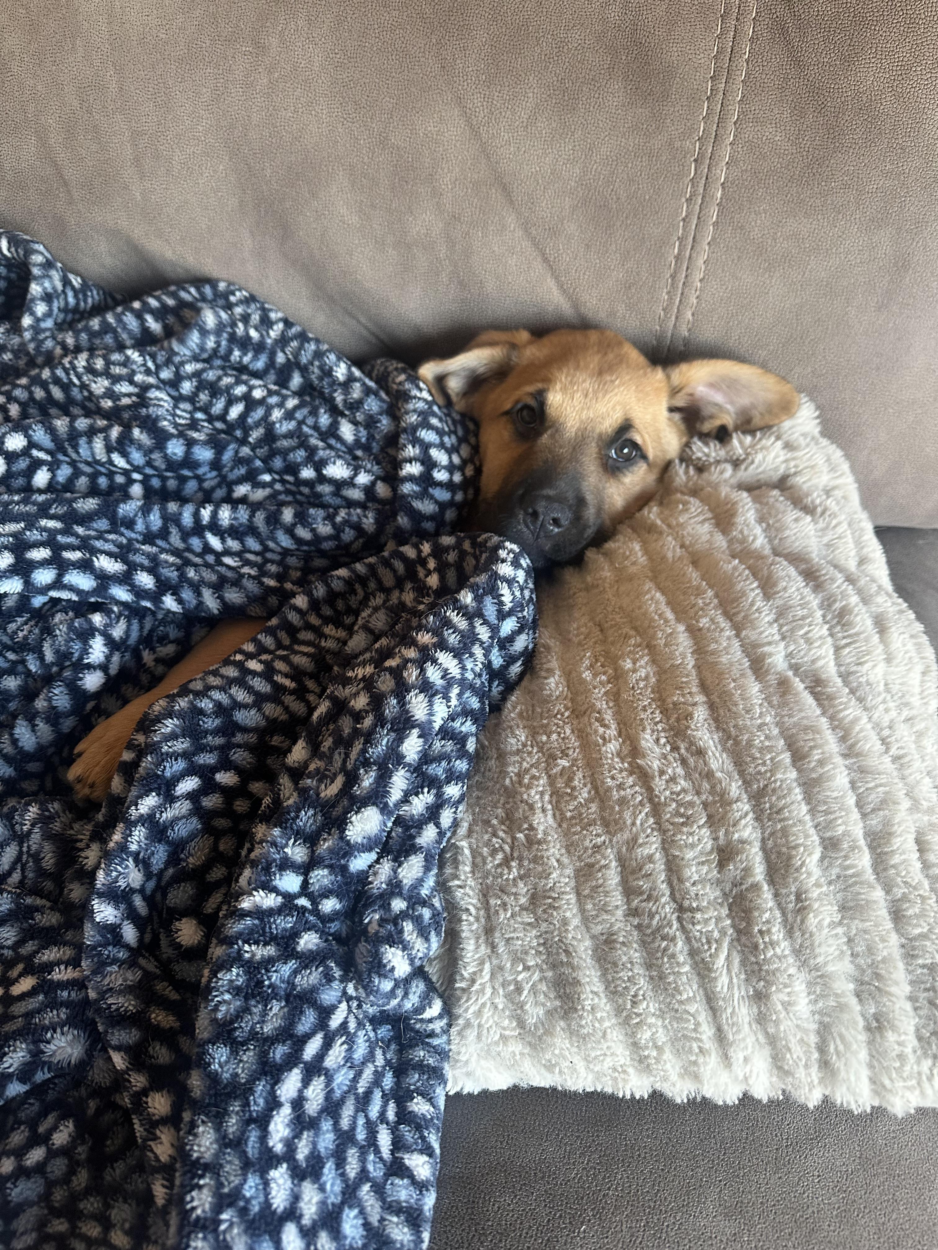 Enlarge Dasher, an adopted mixed breed in Puyallup, WA image 3/3