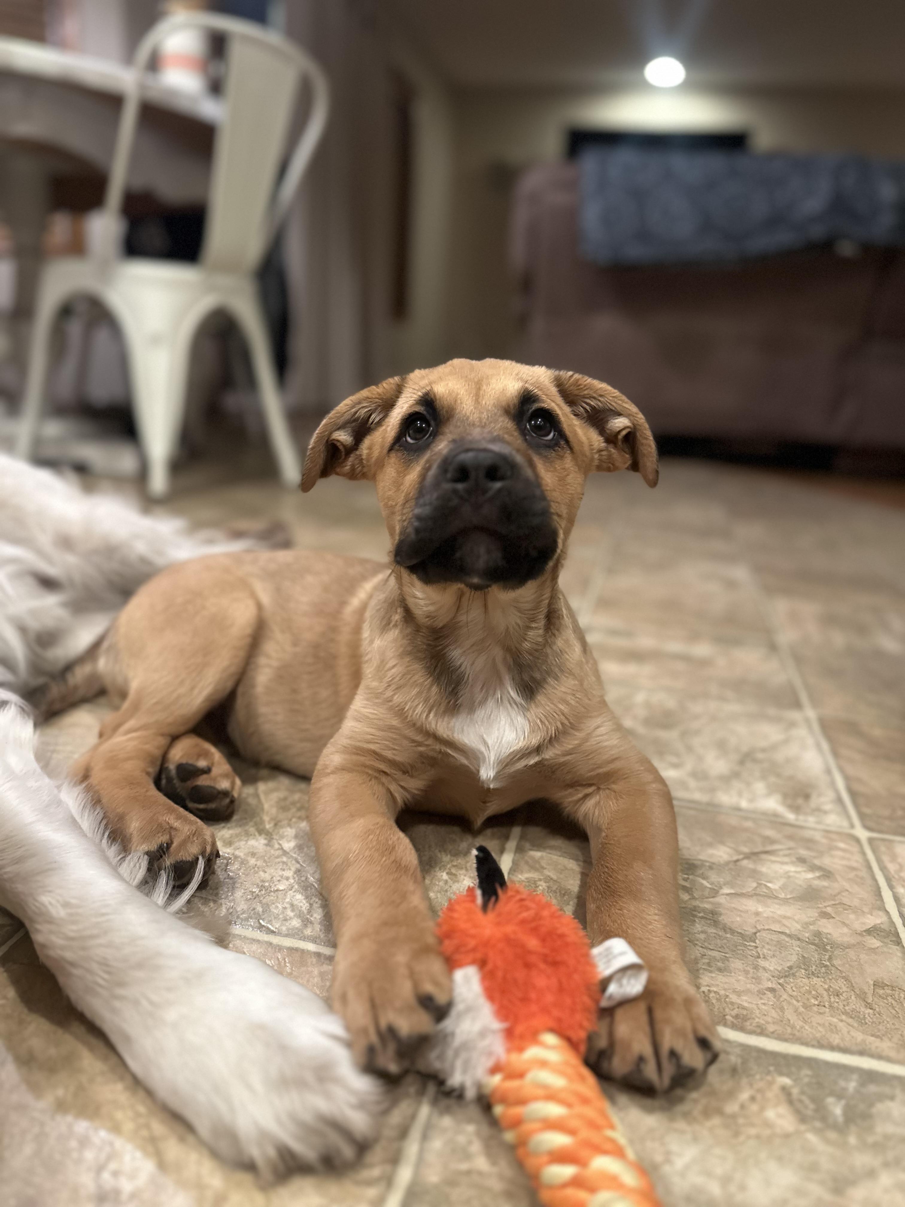 Enlarge Dasher, an adopted mixed breed in Puyallup, WA image 2/3