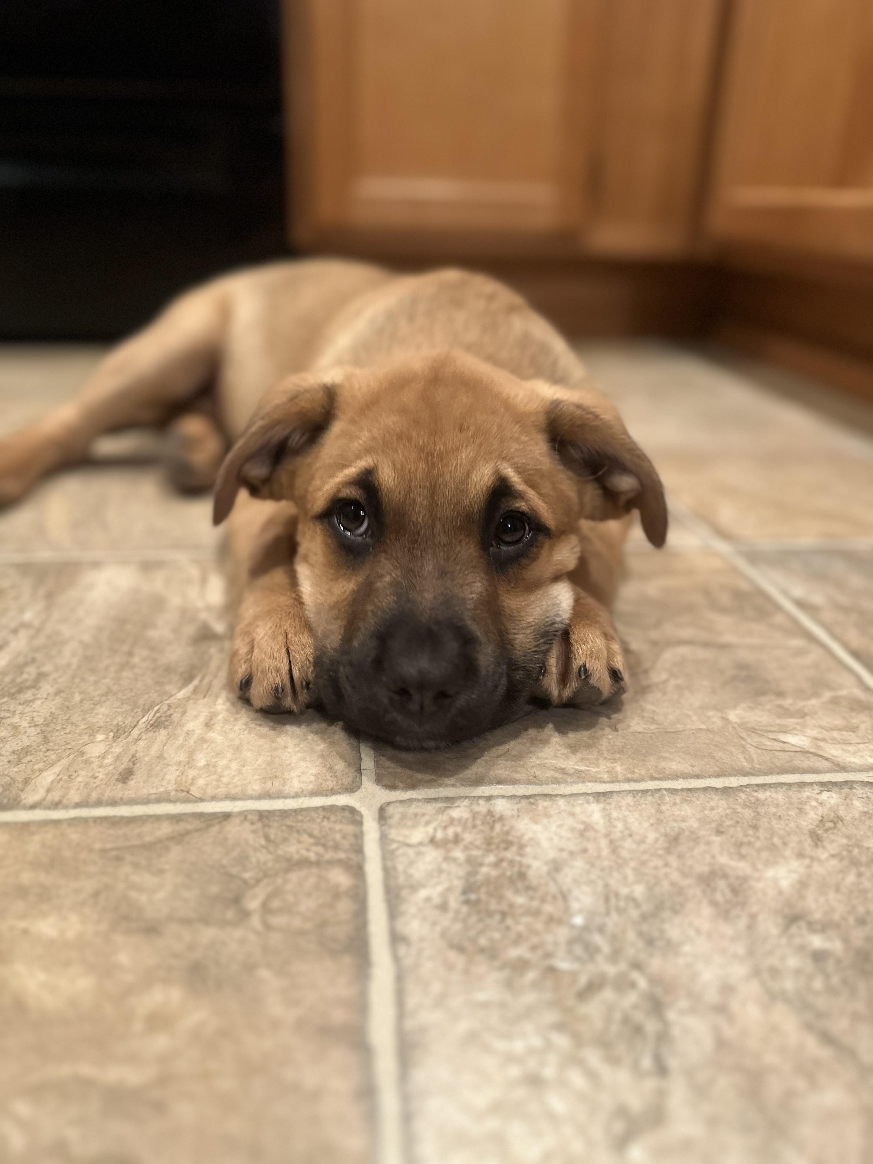 Enlarge Dasher, an adopted mixed breed in Puyallup, WA image 1/3