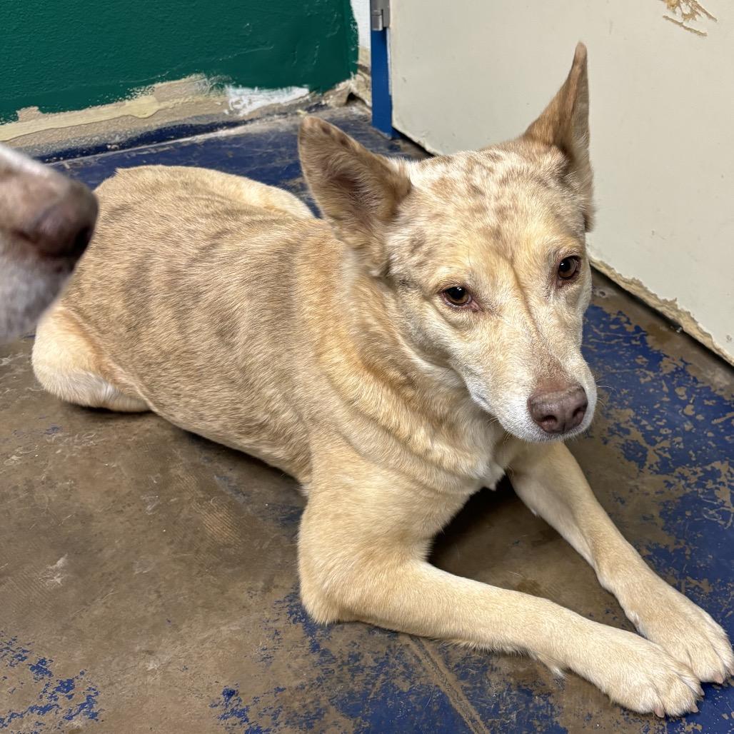 Renesme, Adoptable, Adult Female Mixed Breed.