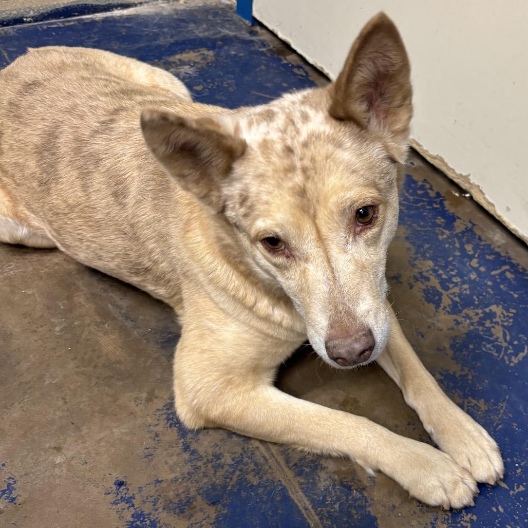 Enlarge Renesme, a Adoptable Mixed Breed in Flagstaff, AZ image 2/6