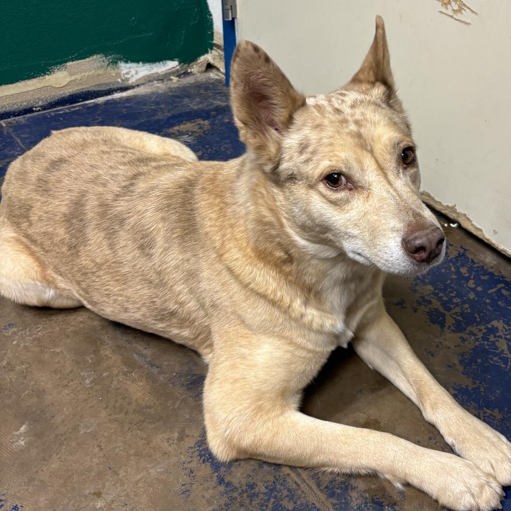 Enlarge Renesme, a Adoptable Mixed Breed in Flagstaff, AZ image 3/6