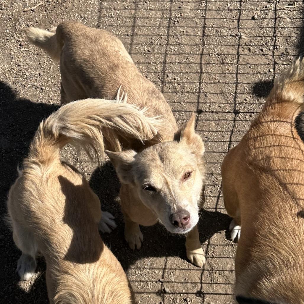Enlarge Renesme, a Adoptable Mixed Breed in Flagstaff, AZ image 4/6