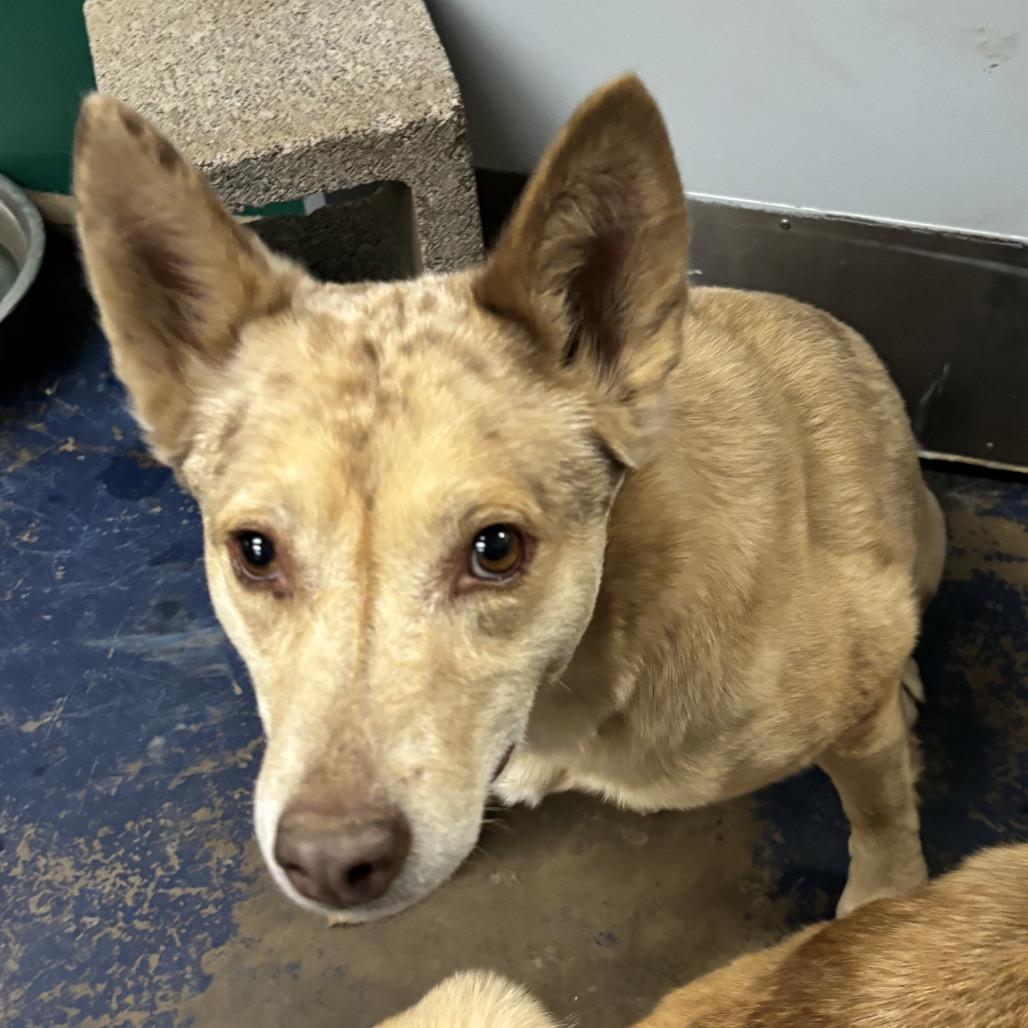 Renesme, a Adoptable Mixed Breed in Flagstaff, AZ image 4/6