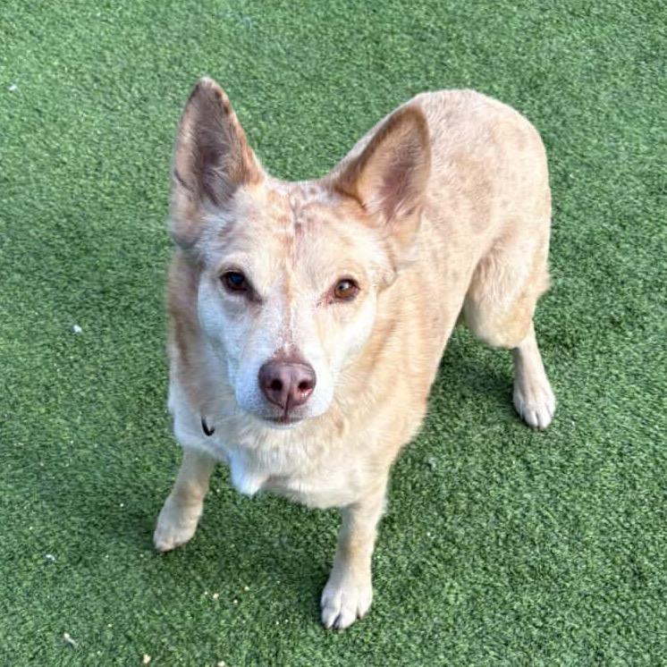 Renesme, a Adoptable Mixed Breed in Flagstaff, AZ image 5/6