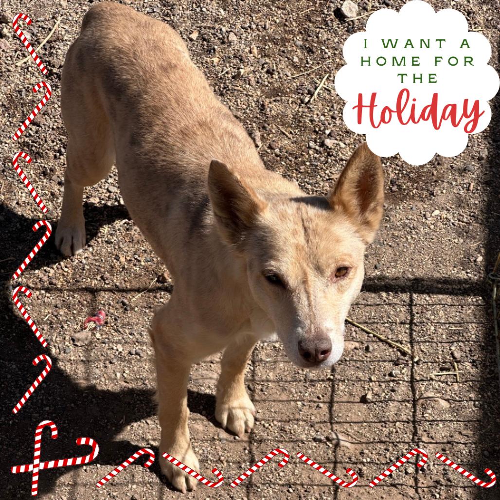 Enlarge Renesme, a Adoptable Mixed Breed in Flagstaff, AZ image 5/6