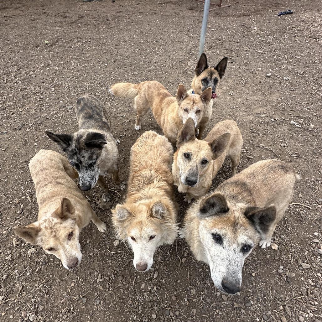 Renesme- In Foster!, a Adoptable Mixed Breed in Flagstaff, AZ image 5/5
