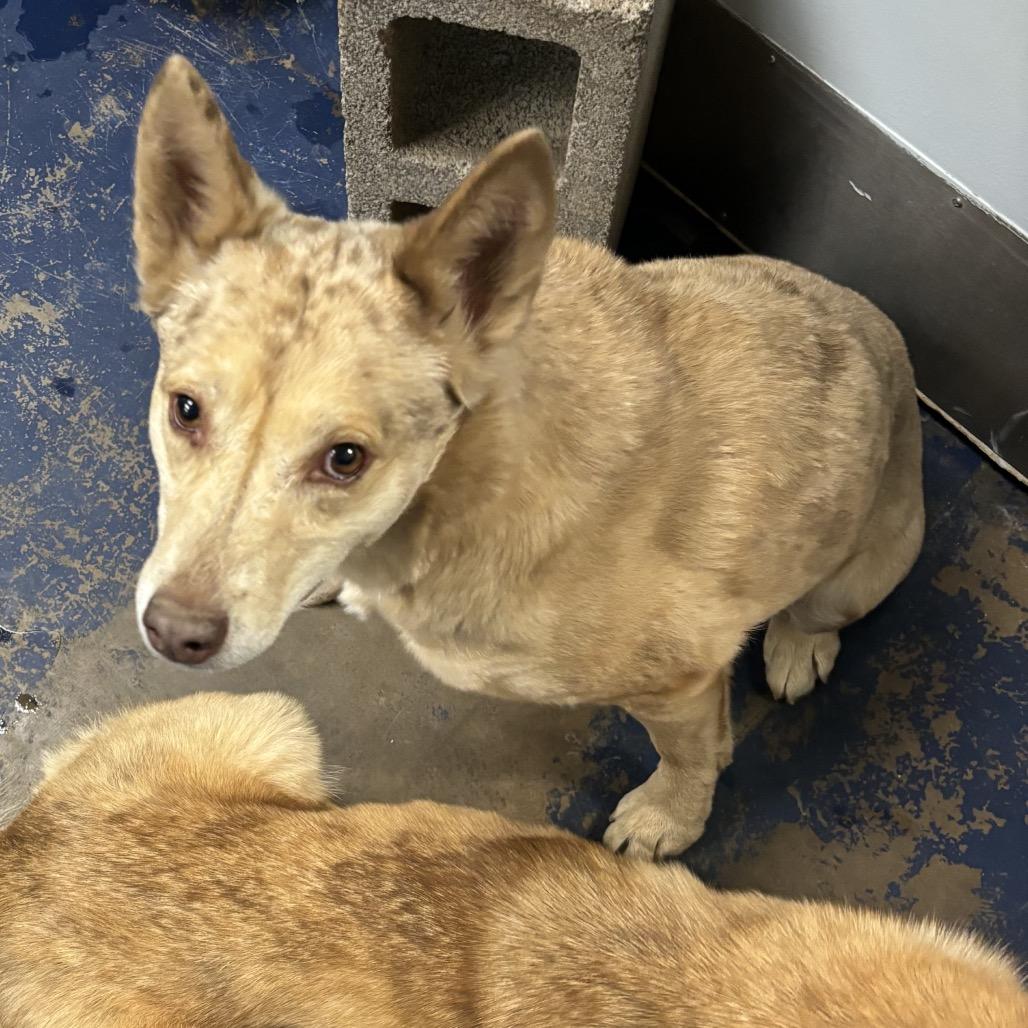 Enlarge Renesme, a Adoptable Mixed Breed in Flagstaff, AZ image 6/6