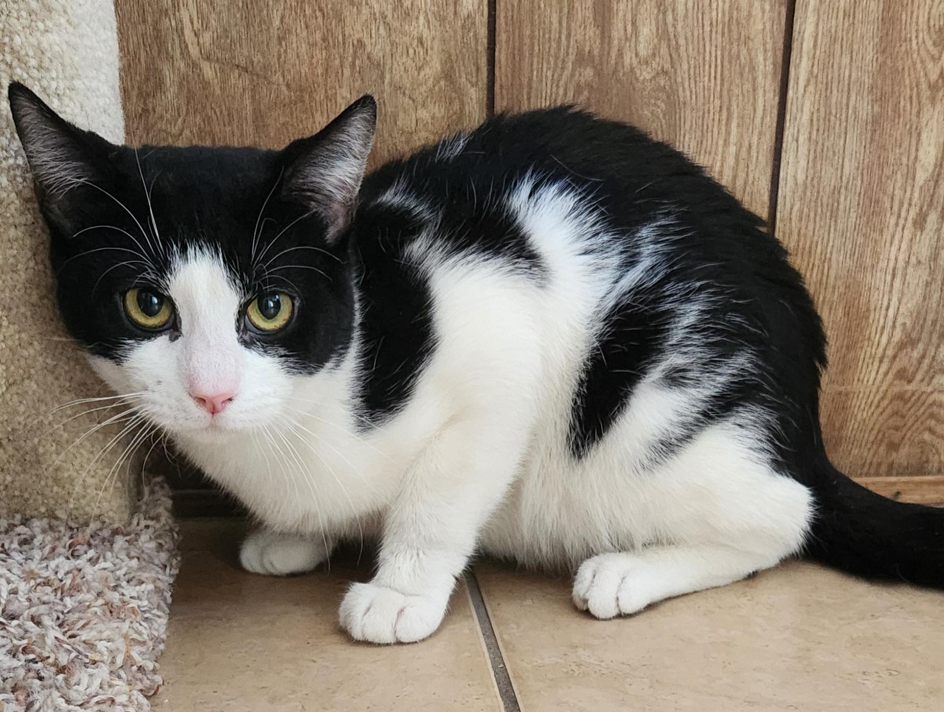 Enlarge Sylvester, a ADOPTABLE Tuxedo in Linden, NJ image 2/6