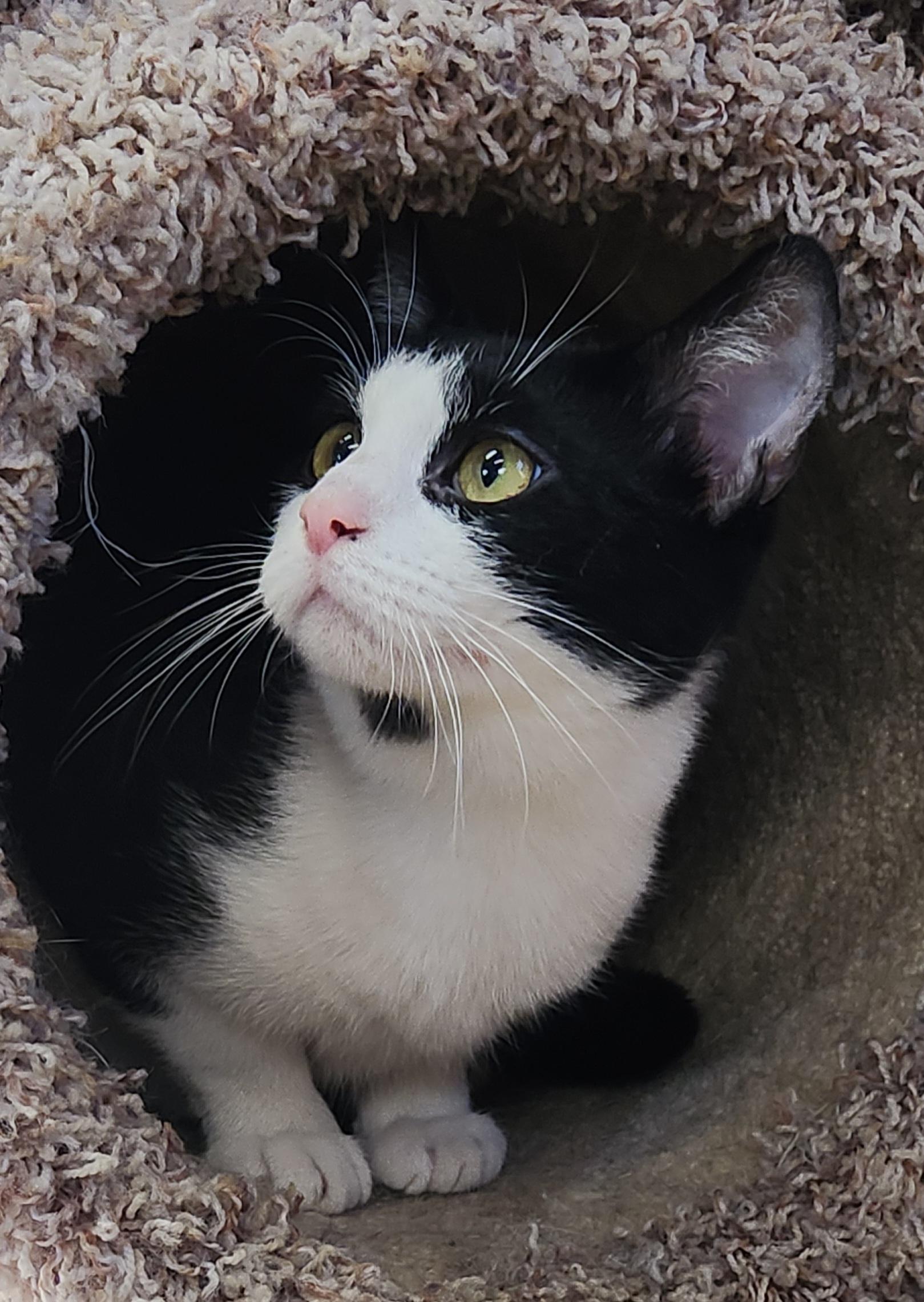 Enlarge Sylvester, an adoptable Tuxedo in Linden, NJ image 5/6