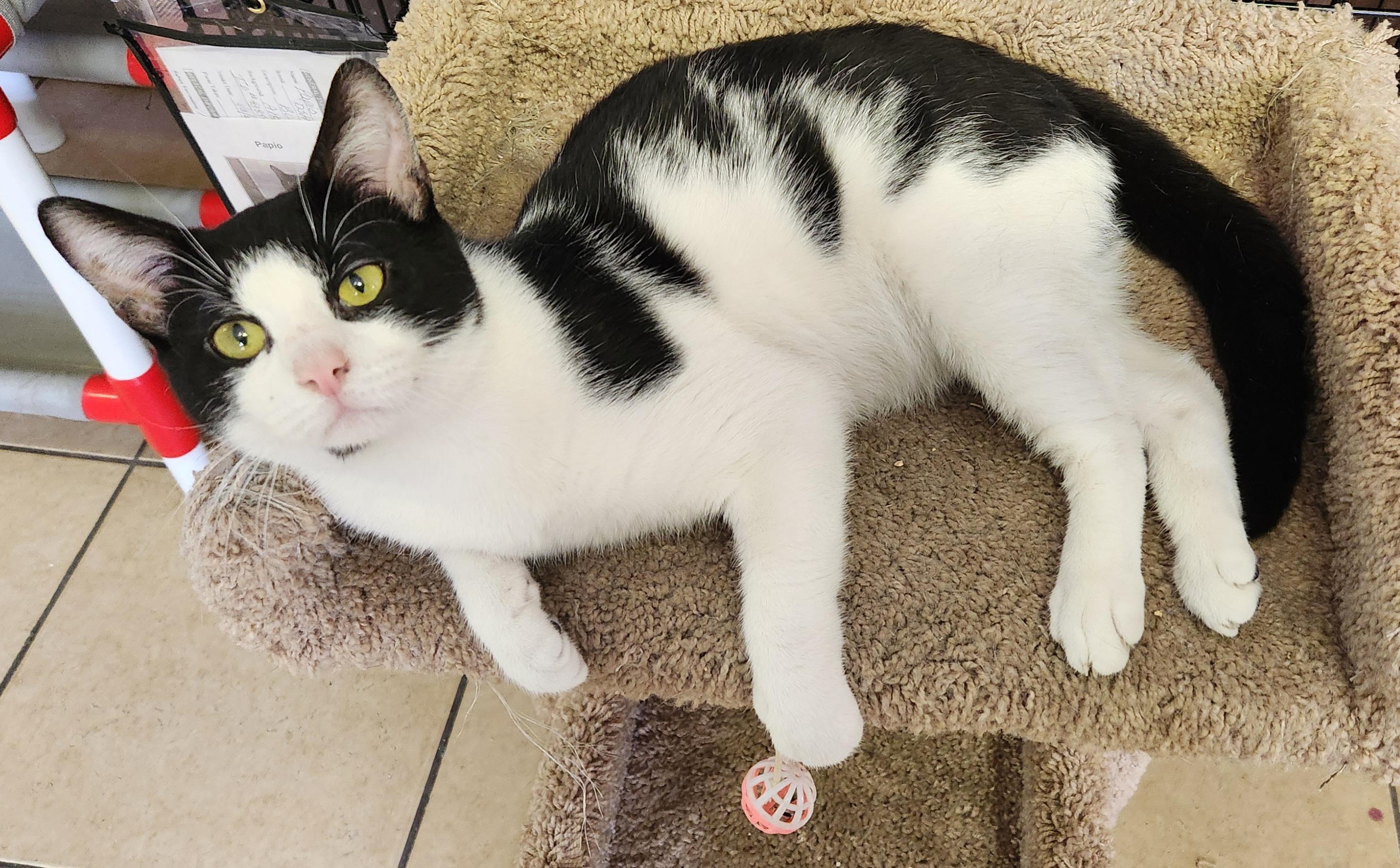 Enlarge Sylvester, a ADOPTABLE Tuxedo in Linden, NJ image 5/6