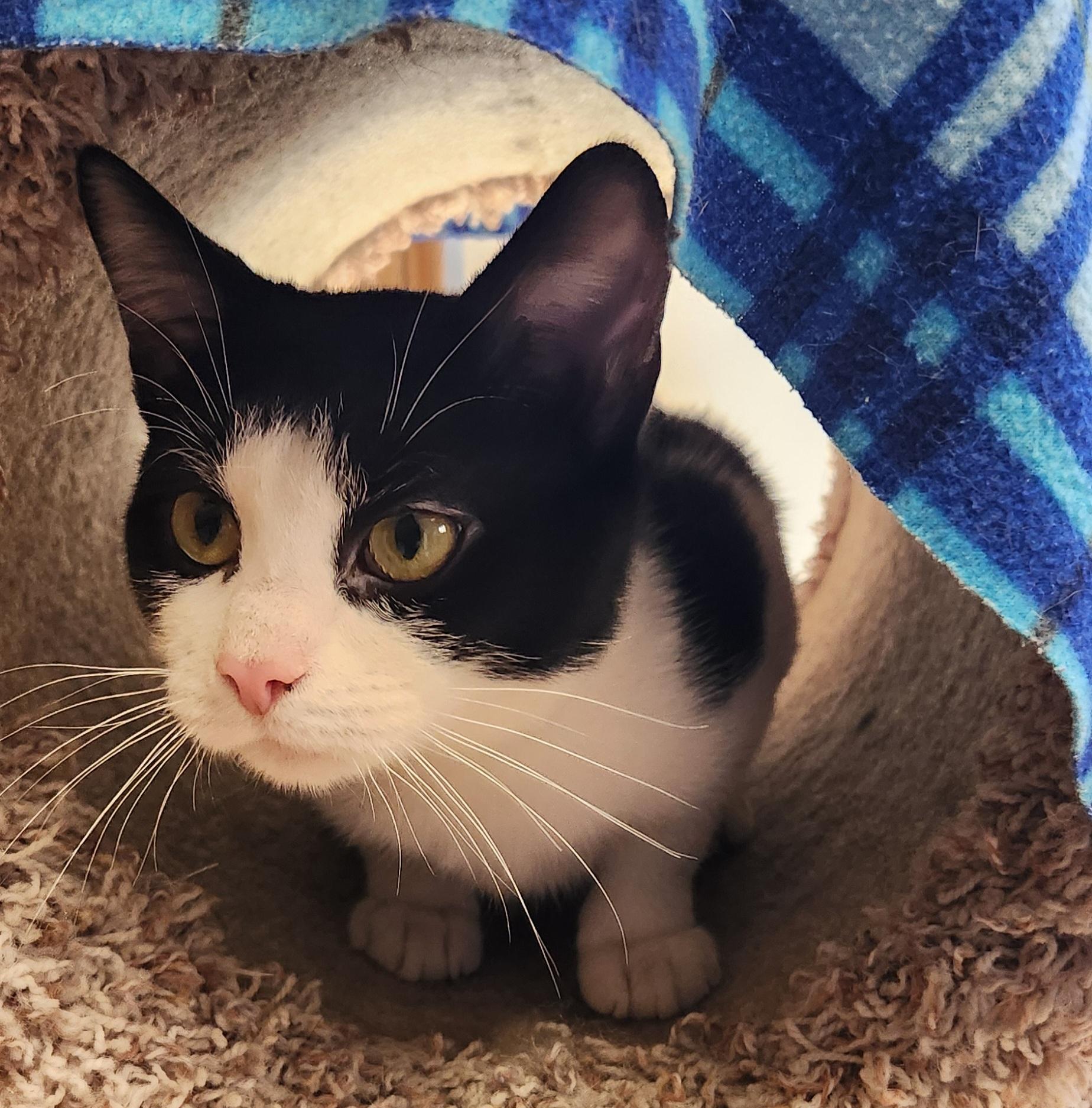 Enlarge Sylvester, an adoptable Tuxedo in Linden, NJ image 6/6