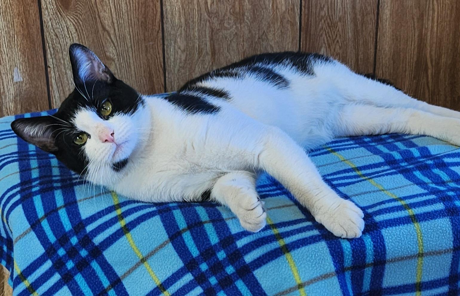 Enlarge Sylvester, an adoptable Tuxedo in Linden, NJ image 4/6