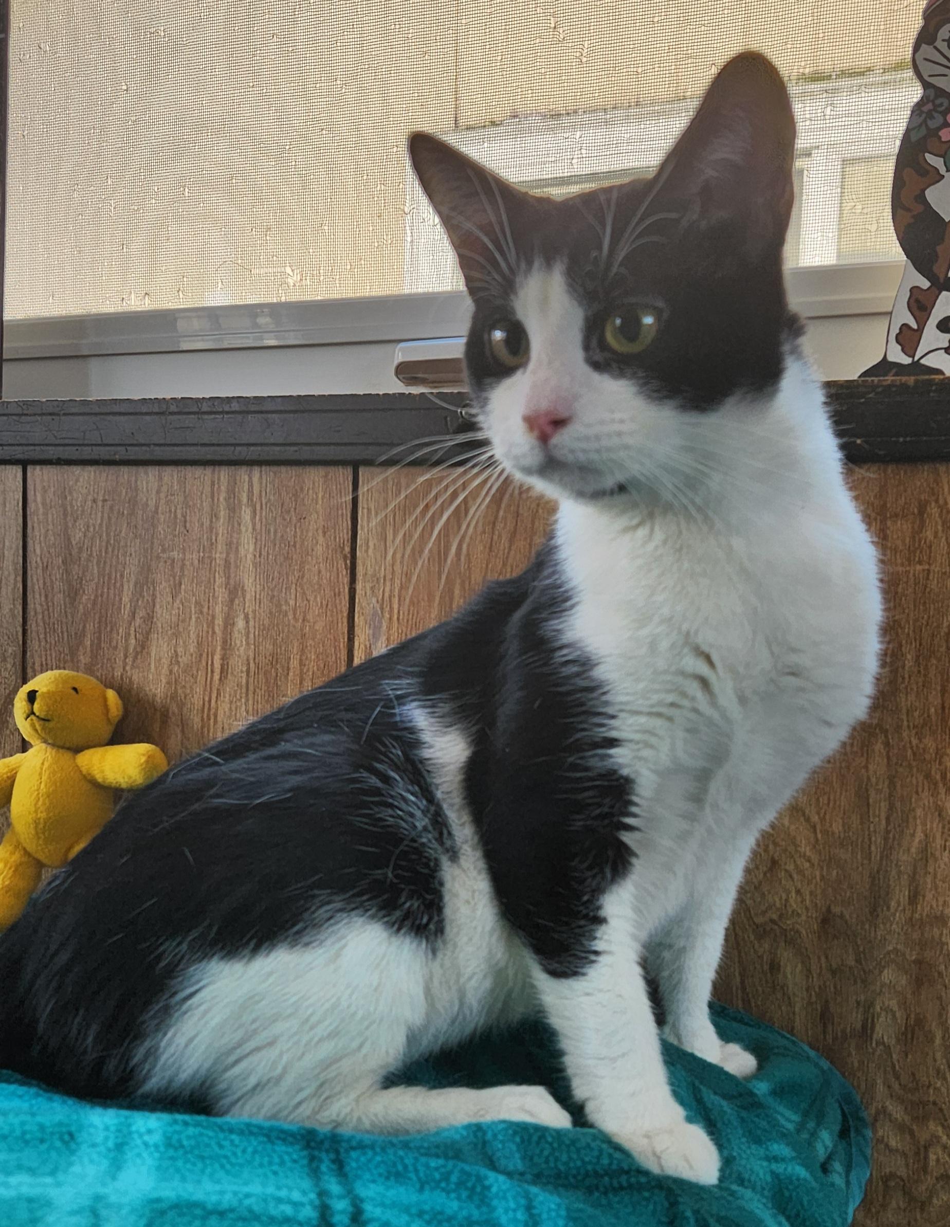 Enlarge Sylvester, a ADOPTABLE Tuxedo in Linden, NJ image 4/6