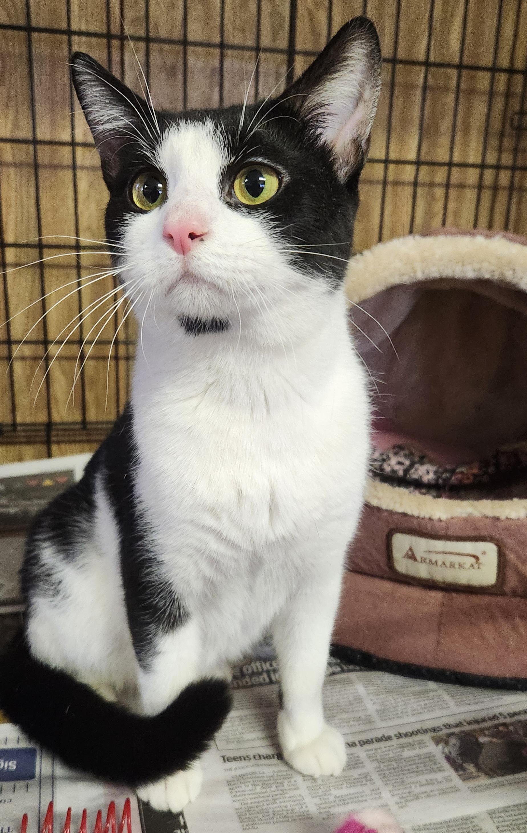 Enlarge Sylvester, a ADOPTABLE Tuxedo in Linden, NJ image 3/6