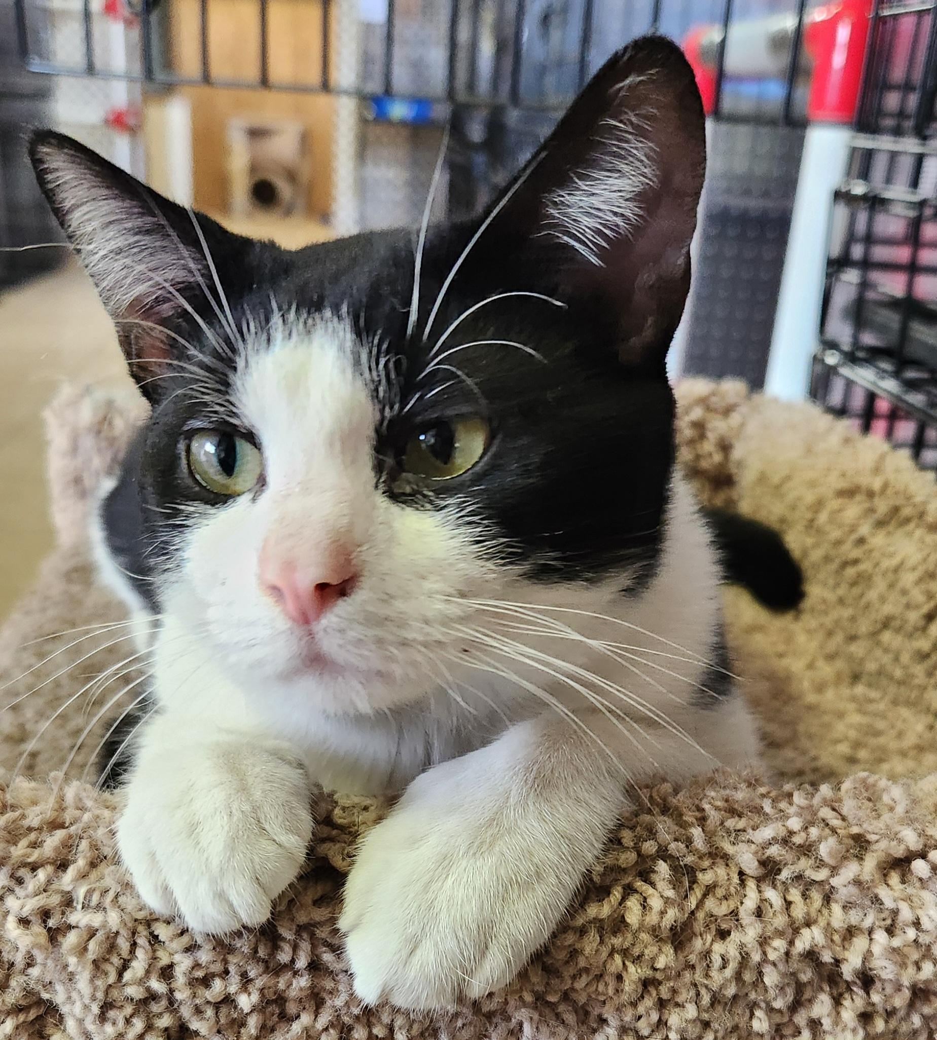 Enlarge Sylvester, a ADOPTABLE Tuxedo in Linden, NJ image 1/6