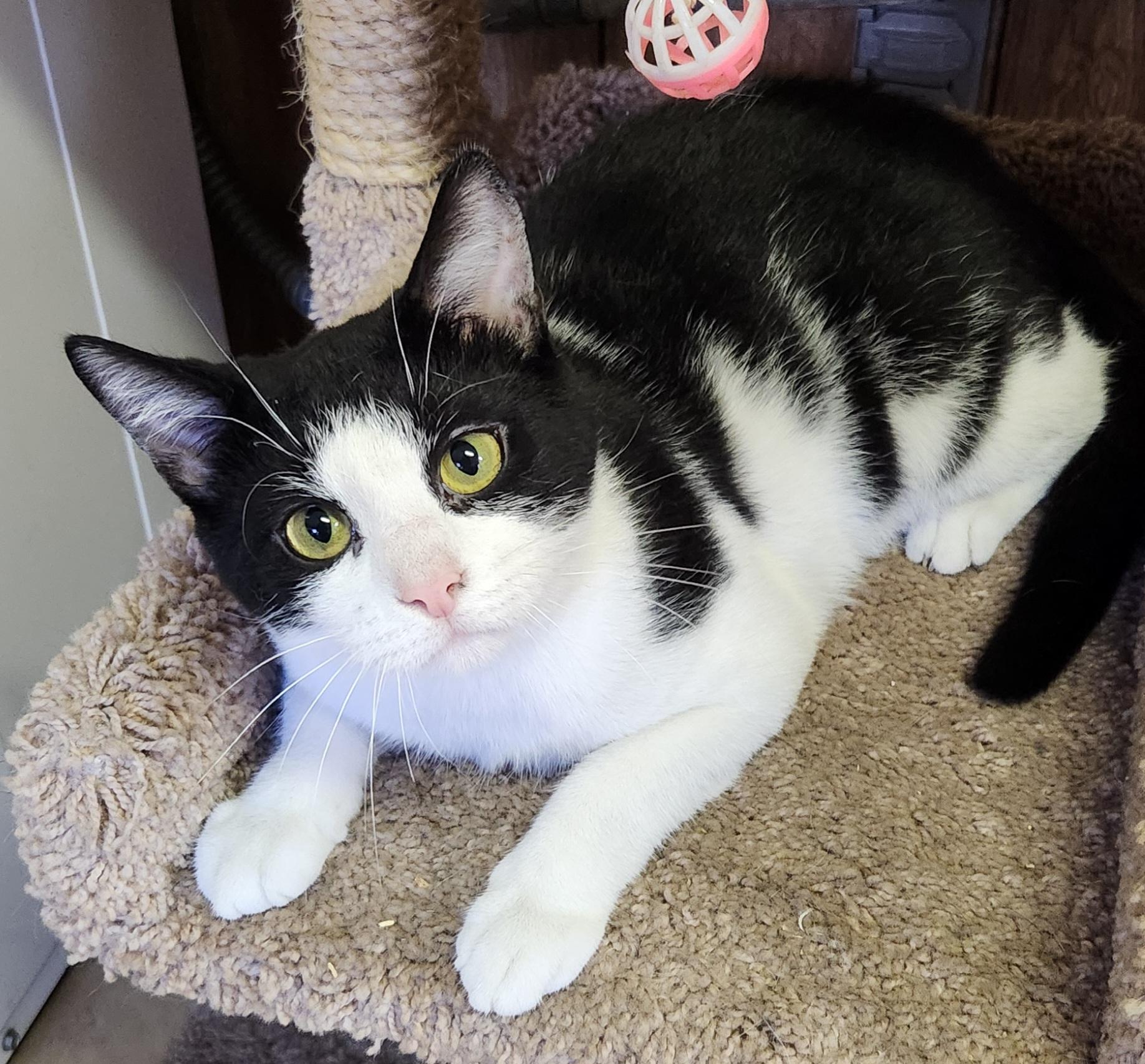 Sylvester, adoptable, Kitten Male Tuxedo.