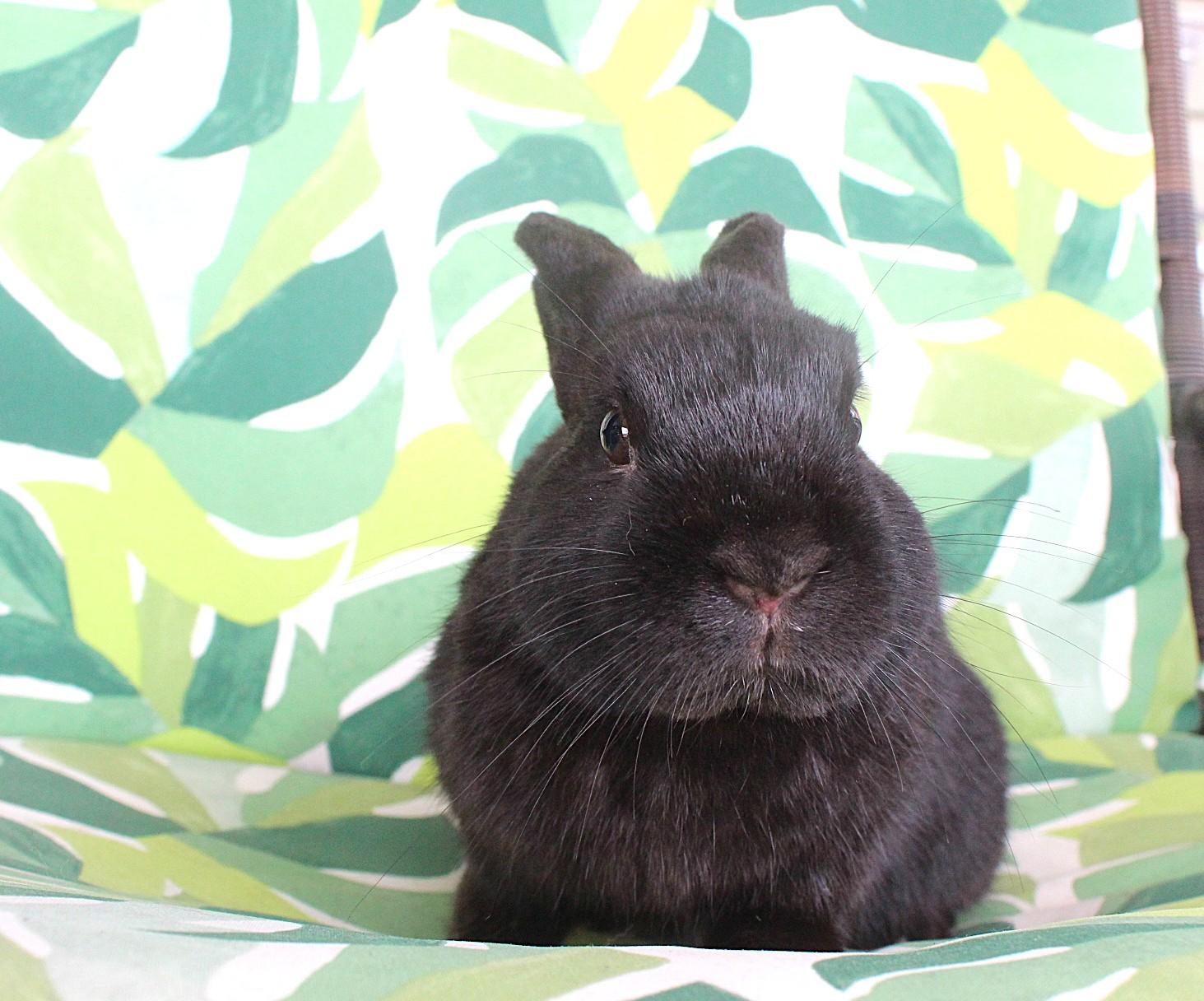 Enlarge Bear, a ADOPTABLE Havana in Hillside, NJ image 3/3