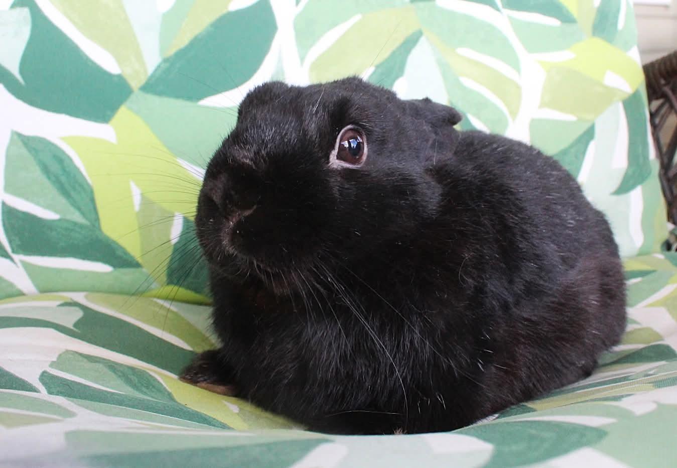 Bear, ADOPTABLE, Young Male Havana.