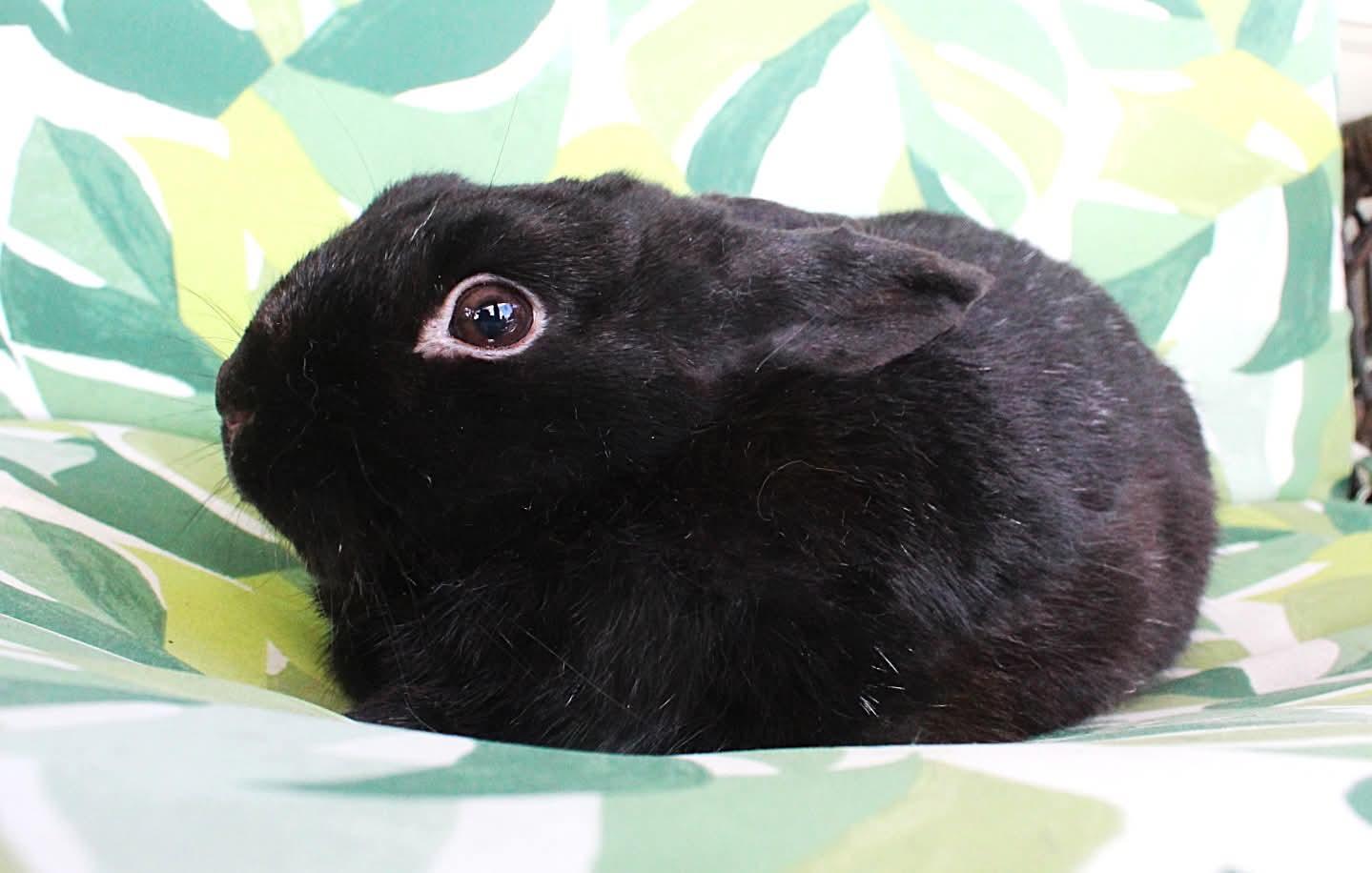 Bear, a ADOPTABLE Havana in Hillside, NJ image 2/3