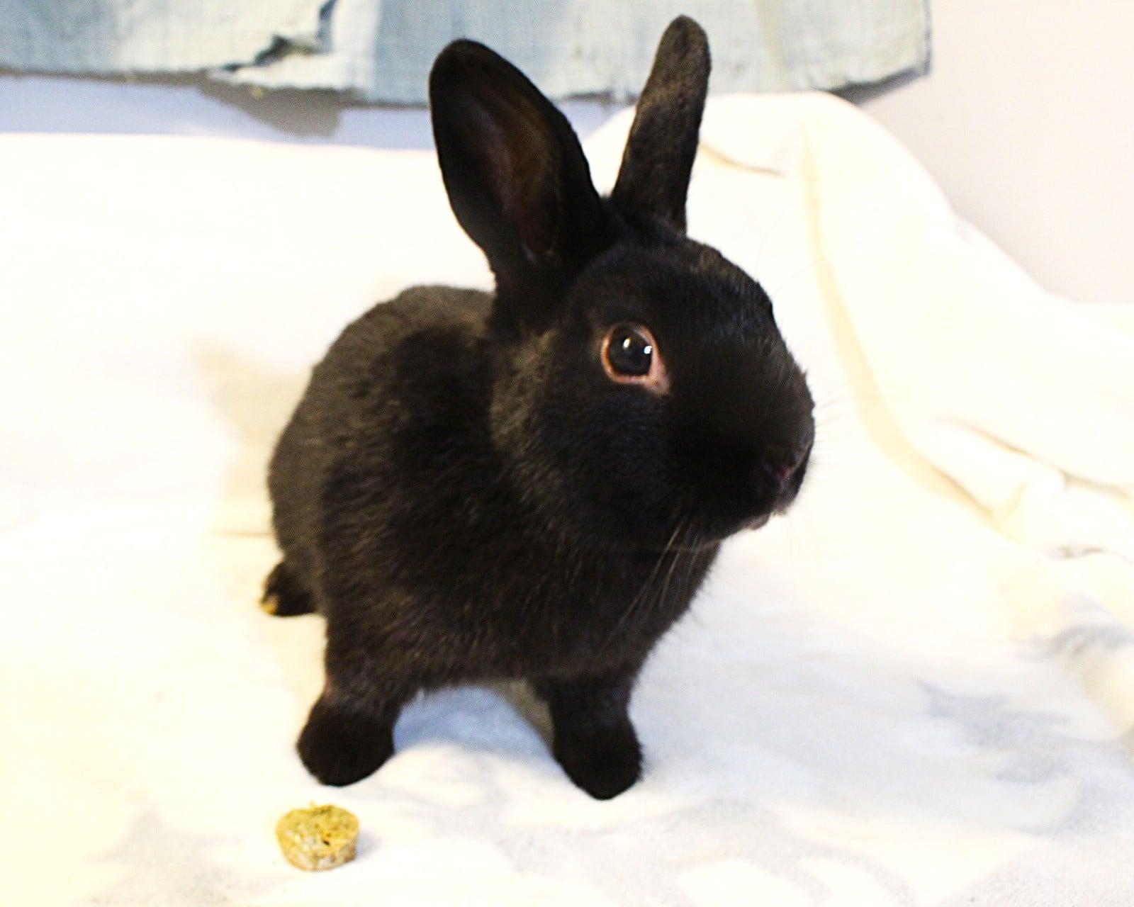 Enlarge Bear, a ADOPTABLE Havana in Hillside, NJ image 2/3