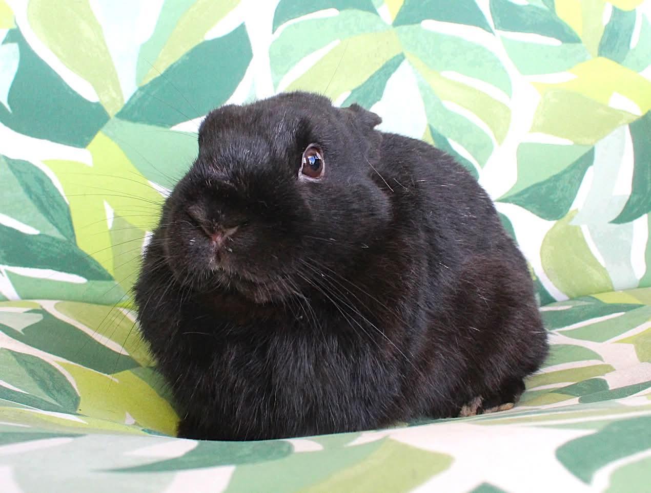 Bear, a ADOPTABLE Havana in Hillside, NJ image 3/3