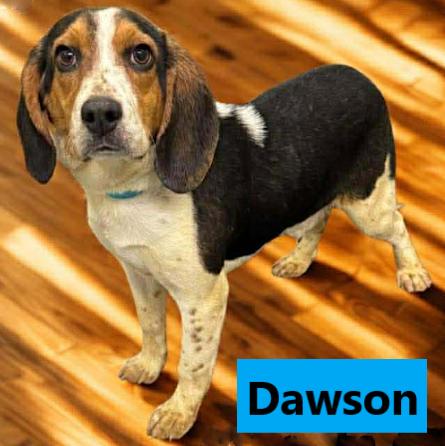 Enlarge Dawson, a Adoptable Beagle in Lockport, NY image 1/1