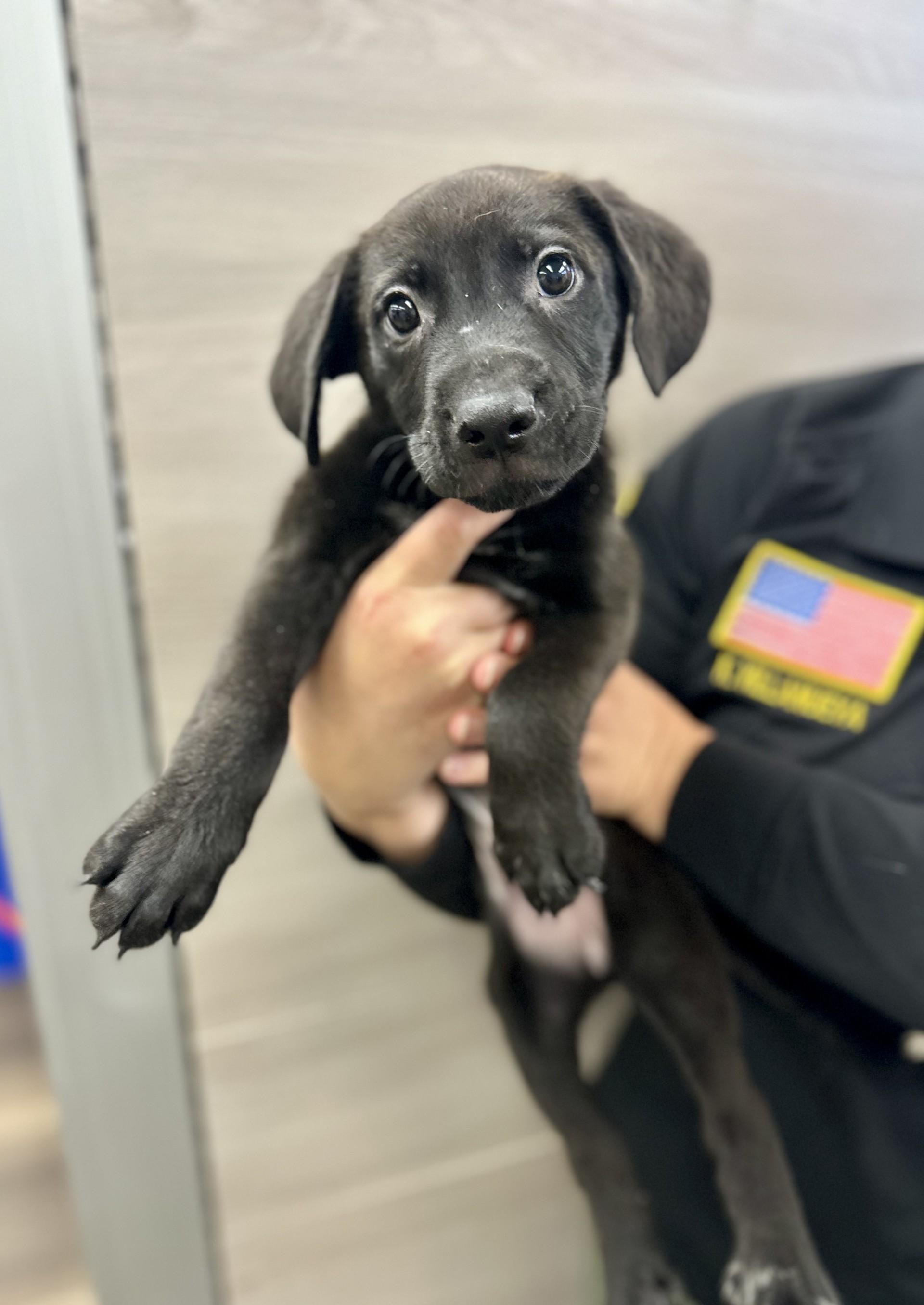 Sammie #5150 (511) , Adoptable, Puppy Female Dogo Argentino.