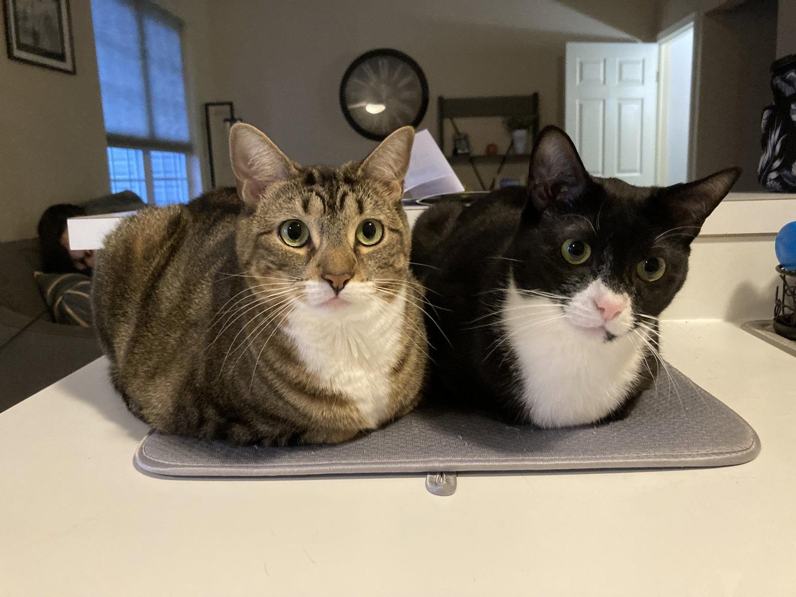Arwen (Ari)*, Adoptable, Young Female Domestic Short Hair.