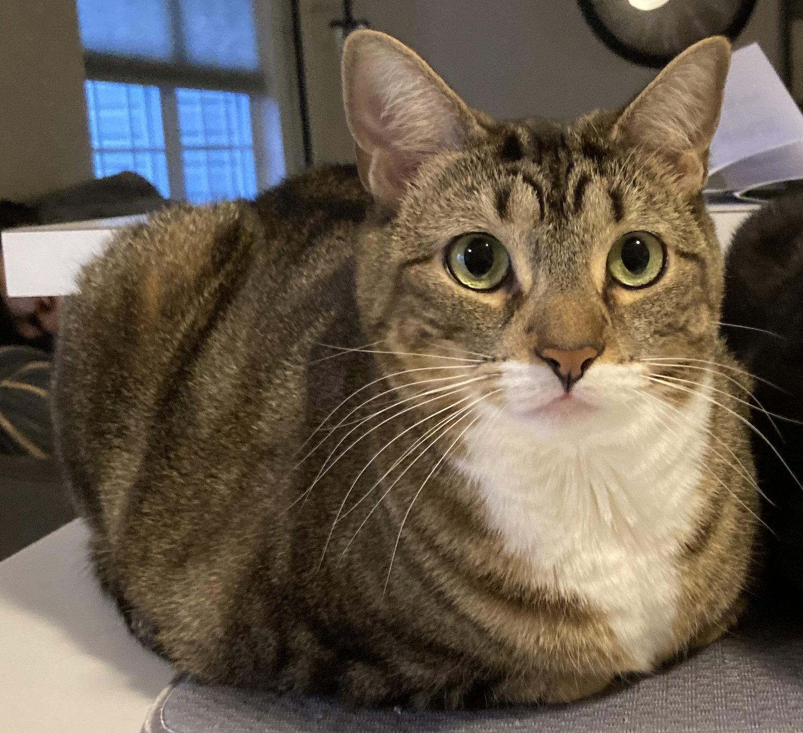 Enlarge Arwen (Ari)*, a Adoptable Domestic Short Hair in Trexlertown, PA image 2/3
