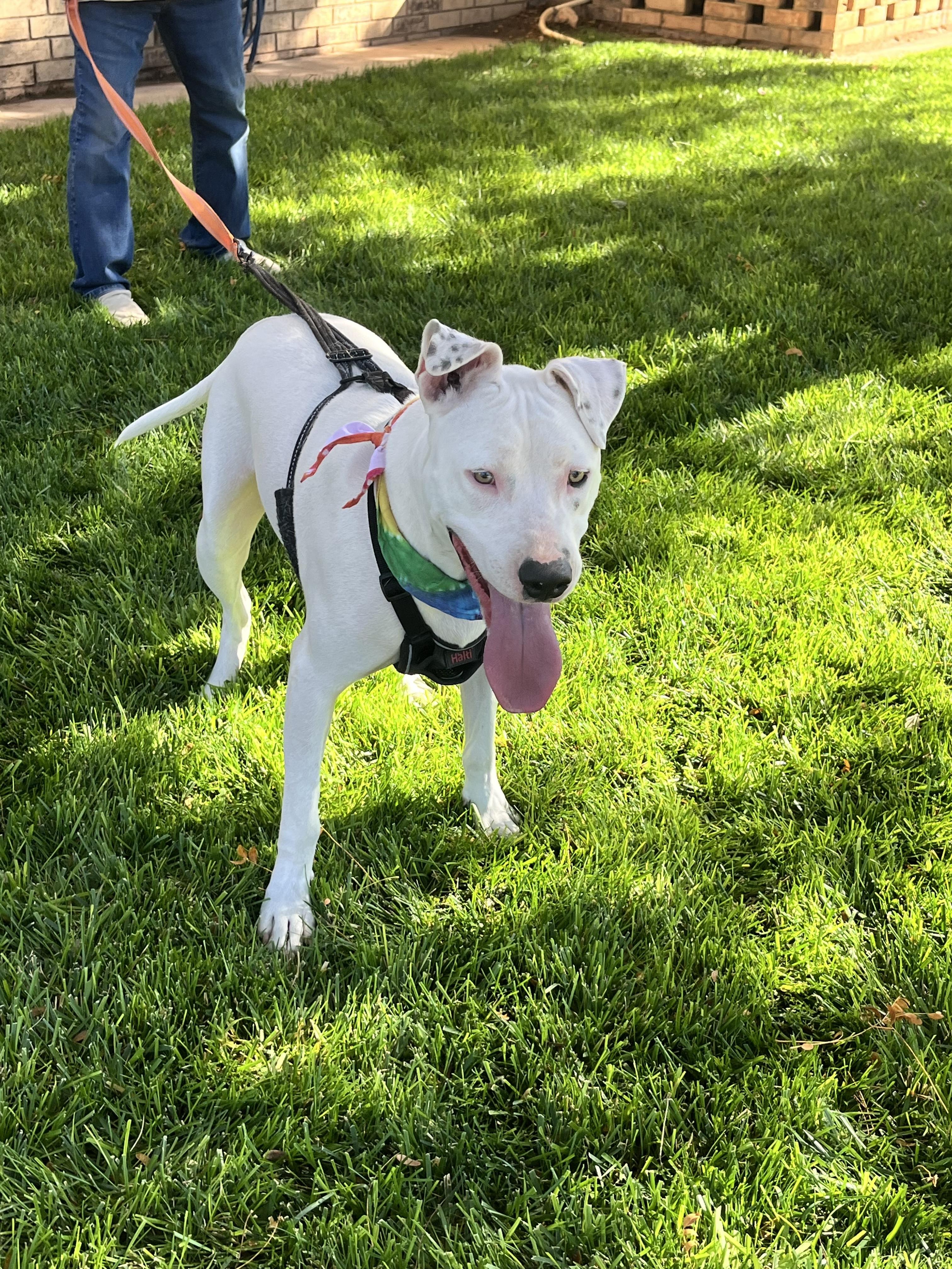 Enlarge WHISPER, a Adoptable American Staffordshire Terrier in Portland, OR image 3/6