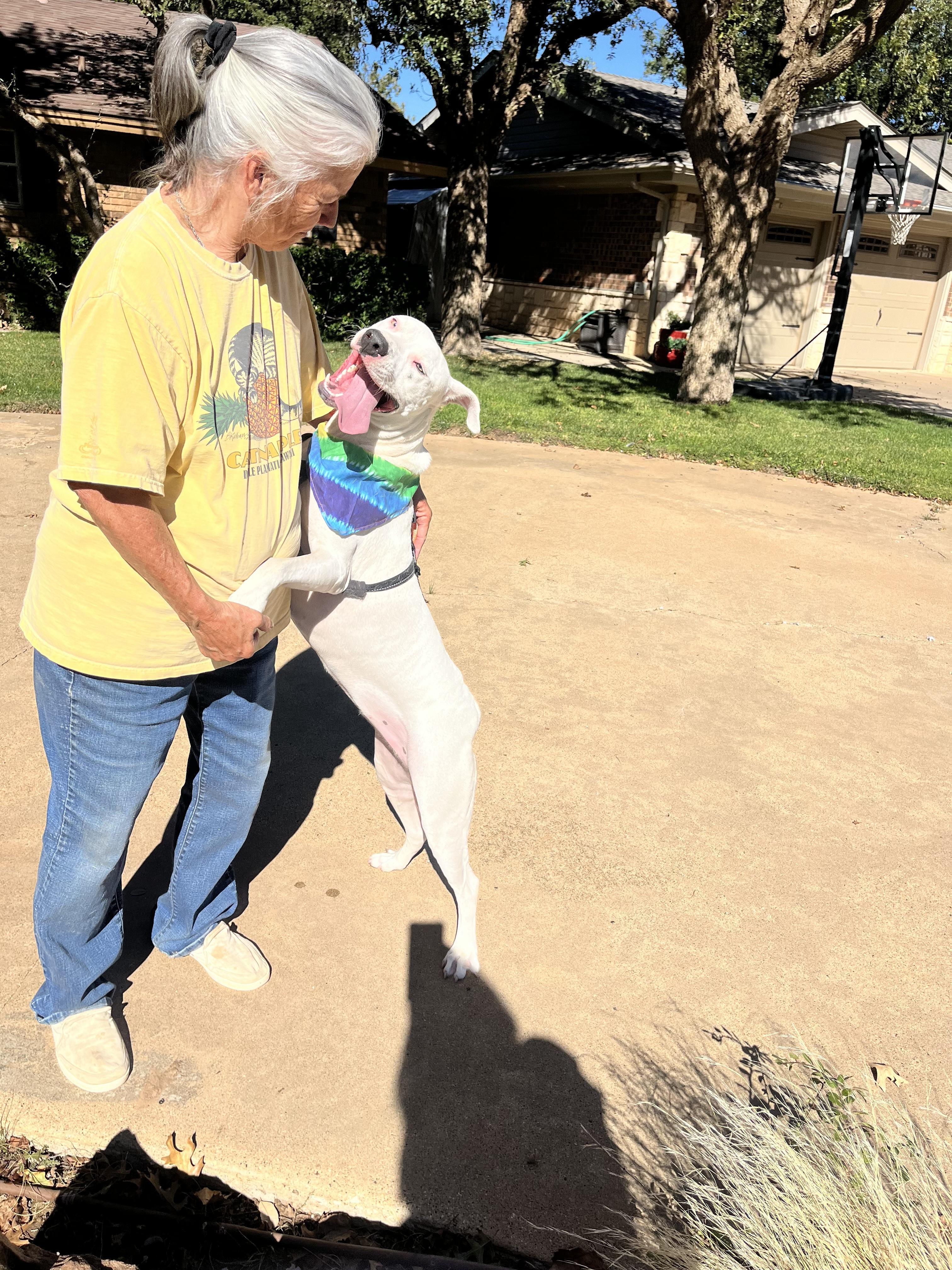 Enlarge WHISPER, a Adoptable American Staffordshire Terrier in Portland, OR image 4/6