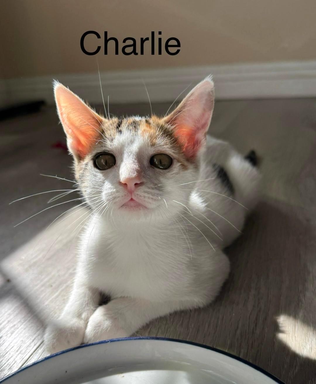 Charlie